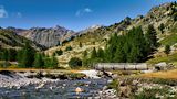 Vallée de la Clarée de jonquille80