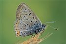 Lycaena tityrus by Sergio Storai 