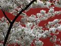 Frühlingsblüten II von R.S. Photographie 