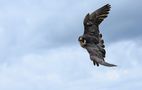 Wanderfalke (Falco peregrinus) von Frank Seifert
