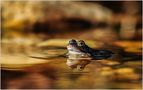 Froggy im Goldrausch  von Achim Esser