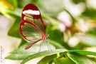 Schmettermotte ^^ (Glasflügler) von catha-childsmind