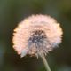 Pusteblume