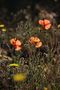 zarte Blüten von ted-foto