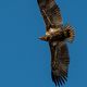 Seeadler