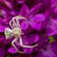 Gehckerte Krabbenspinne (Thomisus onustus) auf Pyramiden-Hundswurz (Anacamptis pyramidalis)