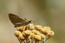 Thymelicus hyrax » Levantine Skipper von ufuk karaca