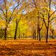 Herbstliche Baumallee im Prater Wien 