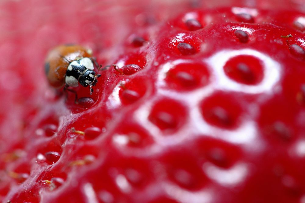 LAS MARIQUITAS DE DOS PUNTOS (Adalia bipunctata) NO SON DE COLOR ROJO de BeaPastorBilbao 