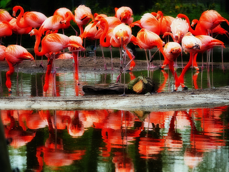 Flamingo Color von  Klaus Ender