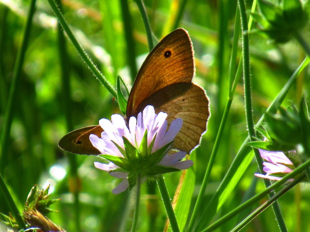 Schmetterling von Sanne1978