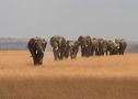 Amboseli von Siegfried Kandler 