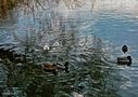 Les canards sur l'Erdre  de Elvina Benoist-Audiau