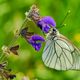 Baum-Weiling (Aporia crataegi)