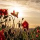 Good Morning Poppies 