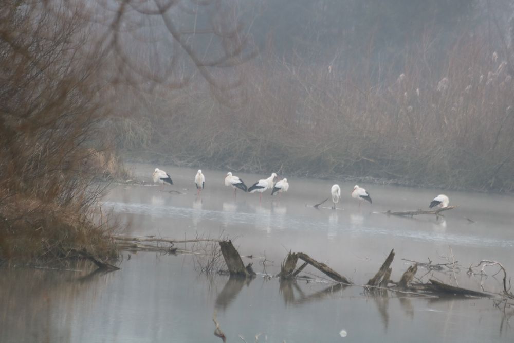 Störche im Januar  von fuchsandy