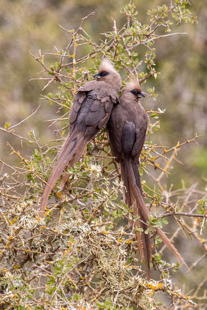 Vogelpaar im Krugerpark von Claudia Marienfeld