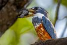 Weiblicher Rotbrustfischer (Ringed Kingfisher) de Uwe Tersek