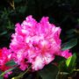 Rhododendron de Tukan620 - Tomasz Stepien