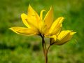 Verschachtelte Weinbergtulpen von Gusti Brodmann