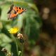 Schmetterling im Abflug