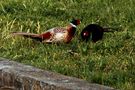 Fighting Pheasants 17 Apr. 2021 A o von Pier Paolo Fondi