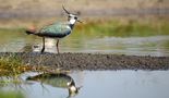 Northern Lapwing by Mark Billiau.