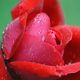 Rose im Regen