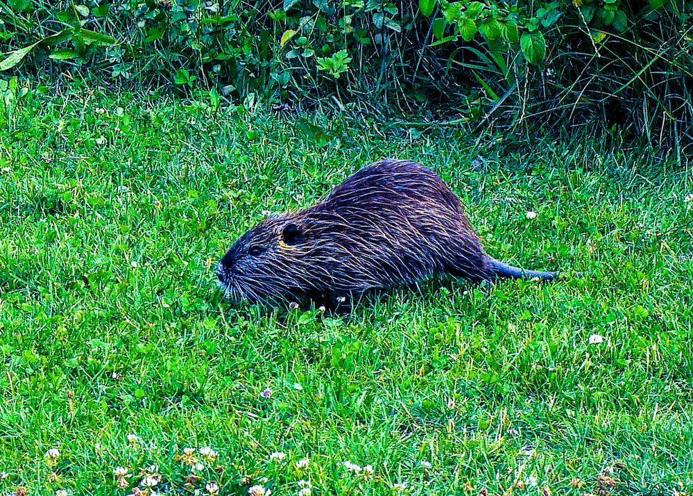 20220710-P1040793Nutria von j.w.59