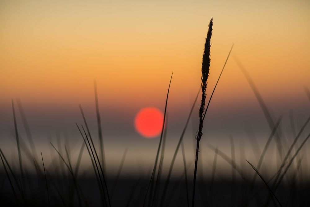 Die Sonne macht das Gras scharf von totte7