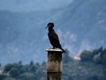 Cormorano sul palo von Roberto 1950