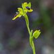 Ophrys Luta