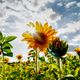 Sonnenblume im Gegenlicht