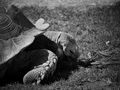 Schildkröte von torschti1966