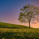 Baum im Sonnenuntergang