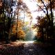 Herbstwald