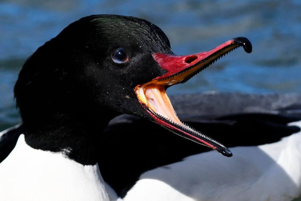 Gänsesäger ( Mergus merganser ) von dietersimm