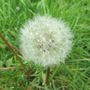 Pusteblume vom Löwenzahn by Fotofan0411