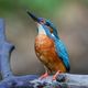 Eisvogel legt eine kleine Brutpause ein - 2