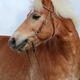 Haflinger-Portrait