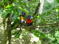 Vogelpark Marlow von Sigrid Fischer