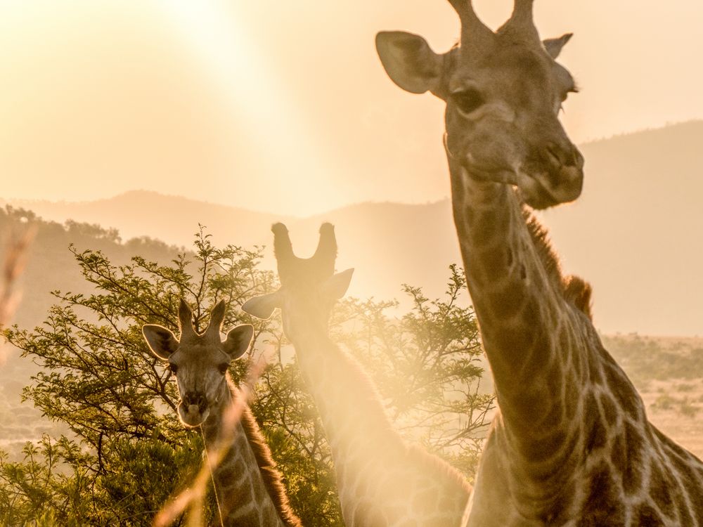 Giraffen im Sonnenuntergang von Caosi (Daniel Schmidt) 