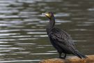  Kormoran (Phalacrocorax carbo)  di Monika Arnold