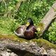 Ente auf der Alster hlt Siesta