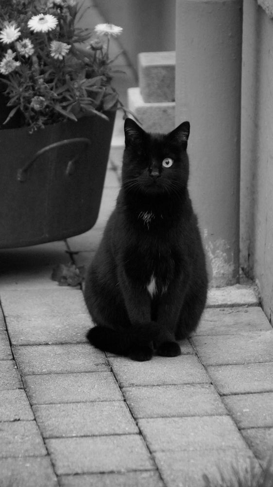 Black Eyed Cat von Tini16 