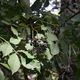 Beeren im Sonnenlicht