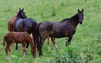 5_Camargue von Harald Schaad