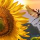 Anflug eines Maikfers auf eine Sonnenblume (KI)