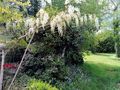 Floraison de la glycine blanche actuellement au jardin de CHOISNET Christiane