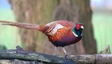 Common Pheasant by Mark Billiau.